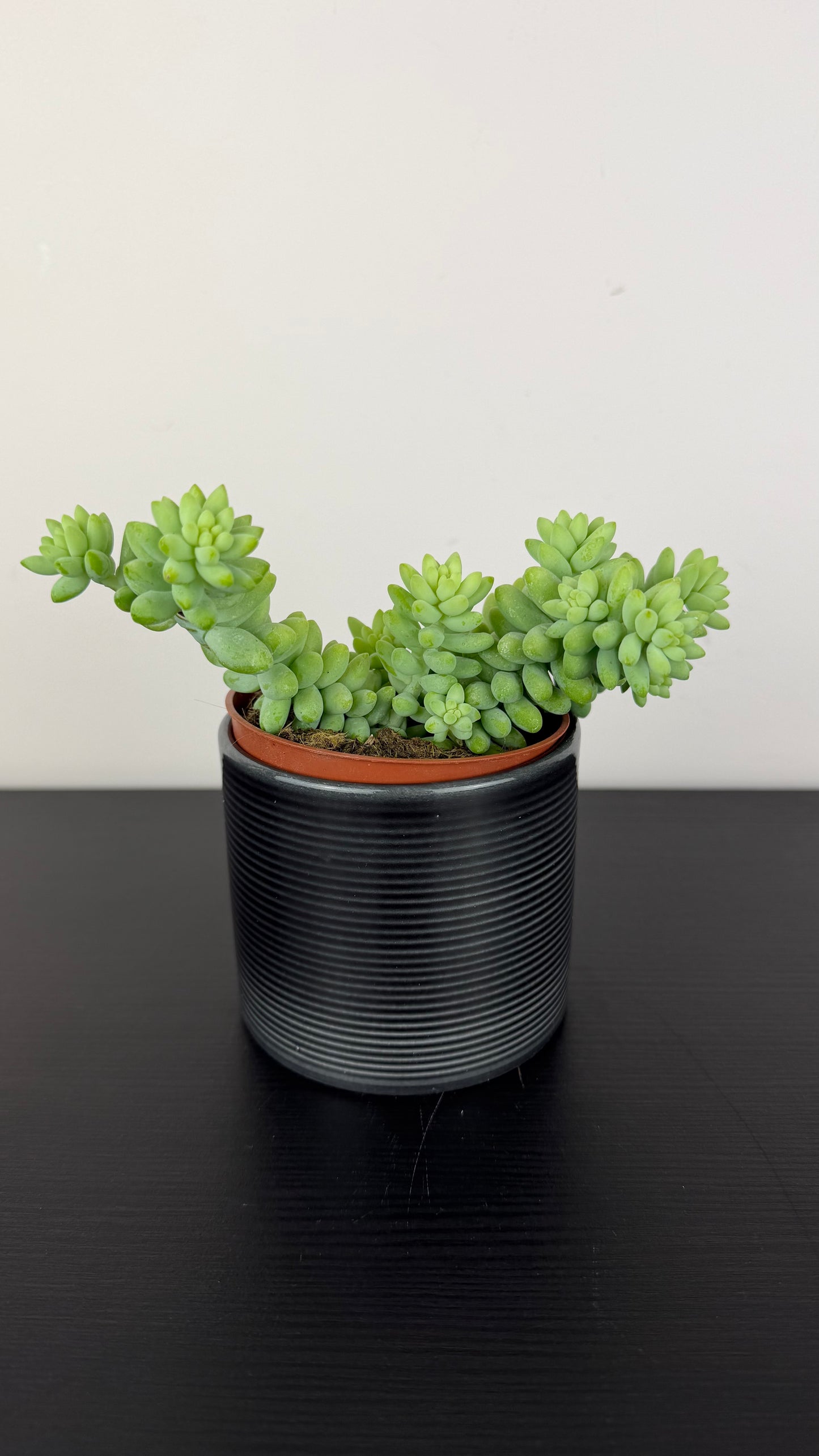 Sedum burrito