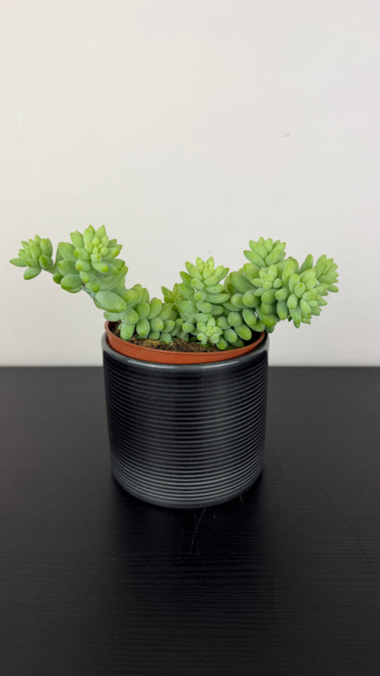 Sedum burrito