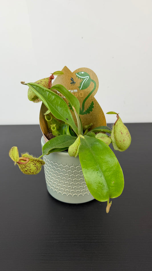 Nepenthes hookeriana