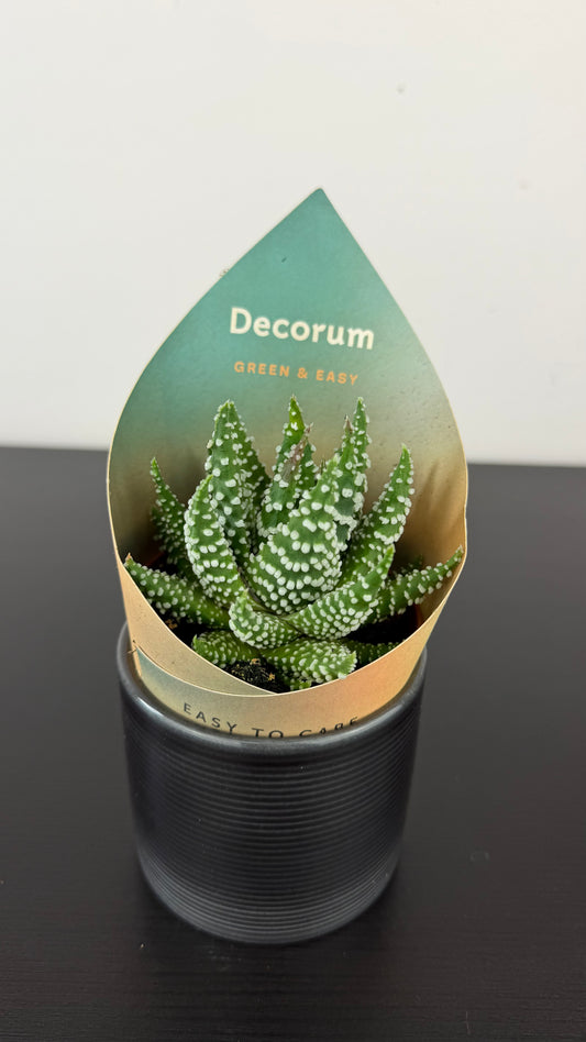 Haworthia 1