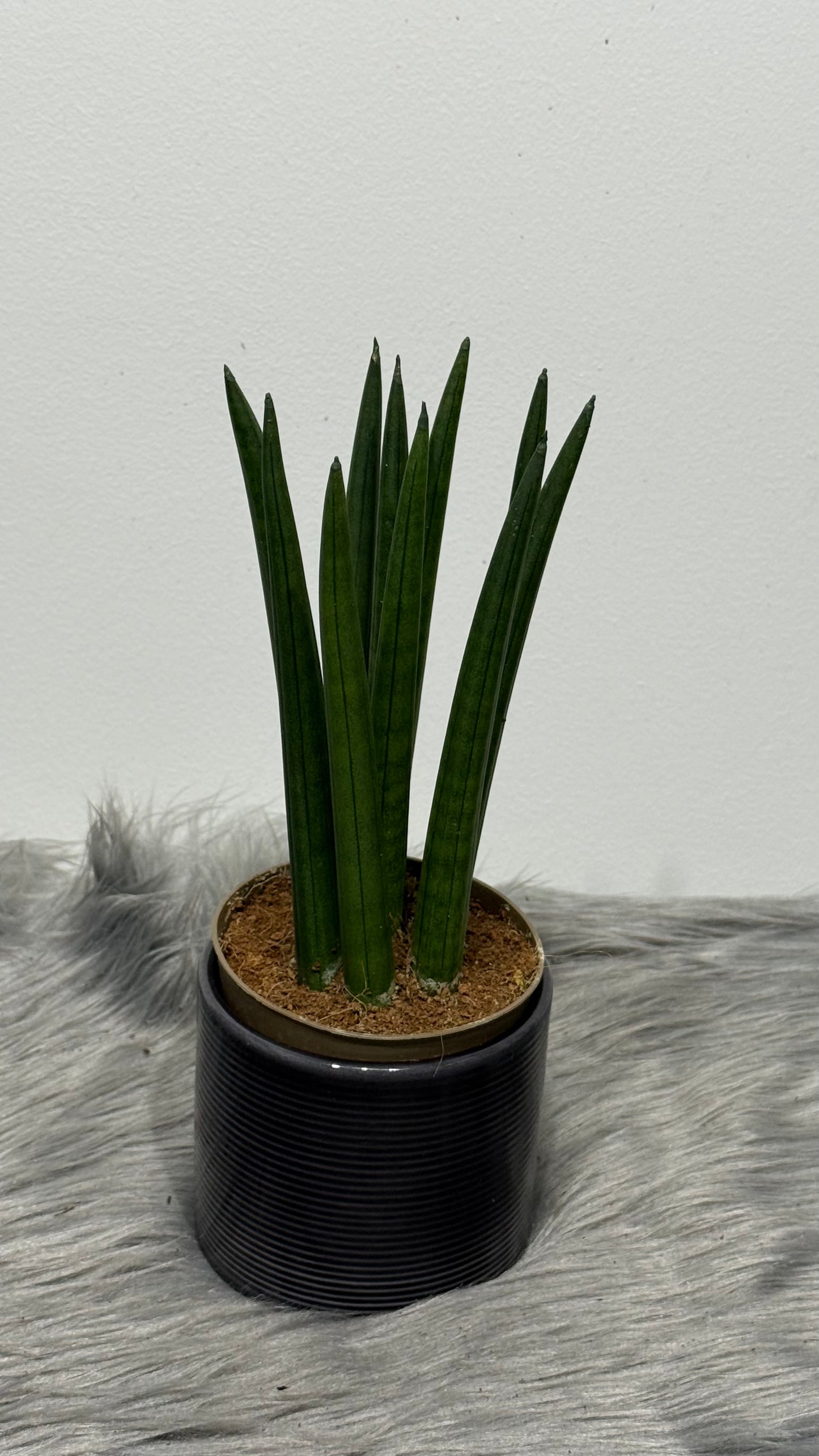 Sansevieria cylindrica