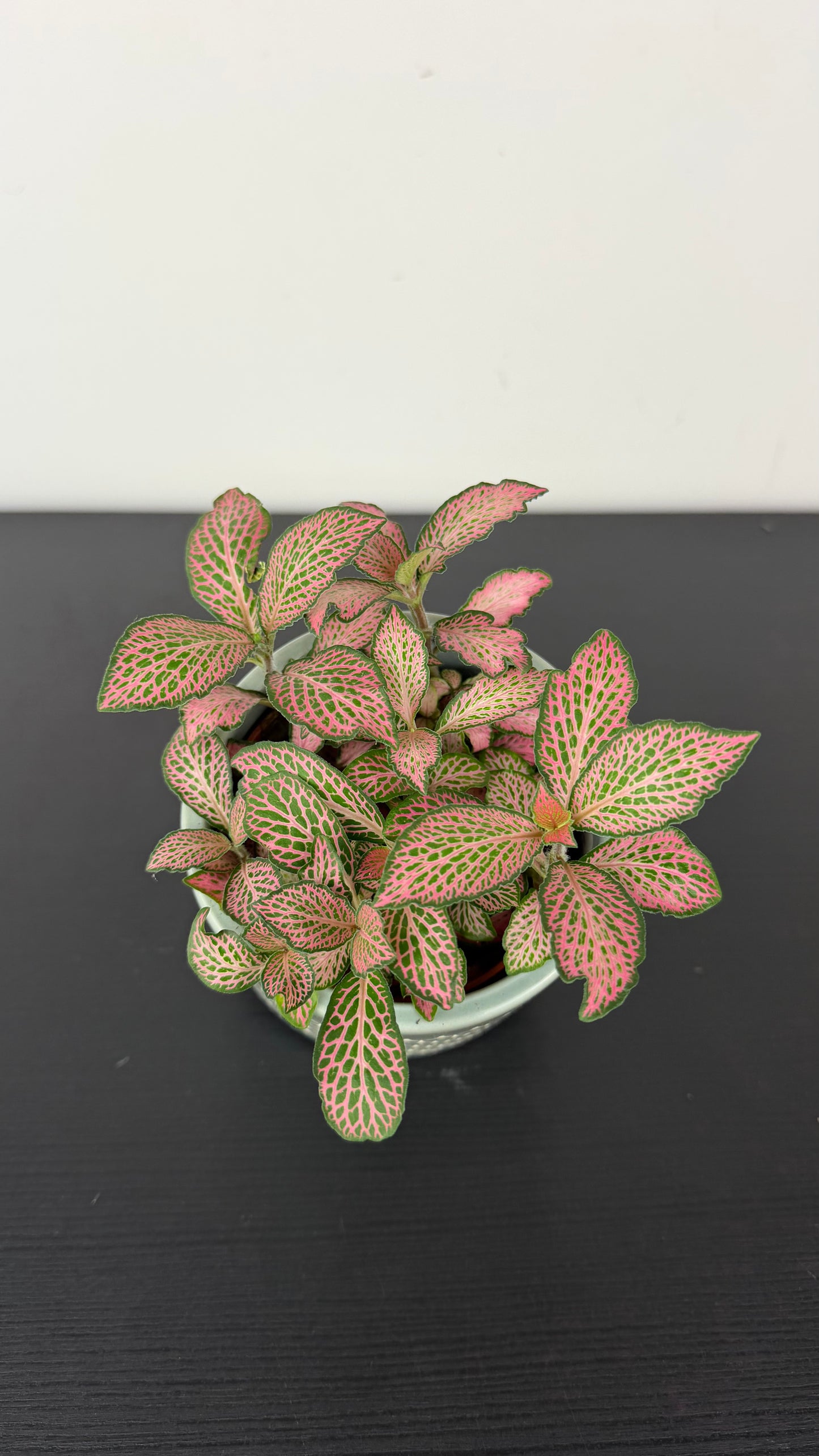 Fittonia 2