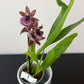 Zygopetalum Louisendorf