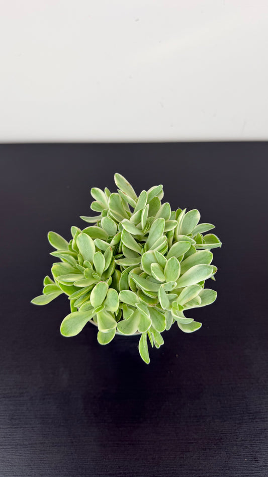 Crassula 1