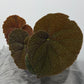 Begonia Masoniana