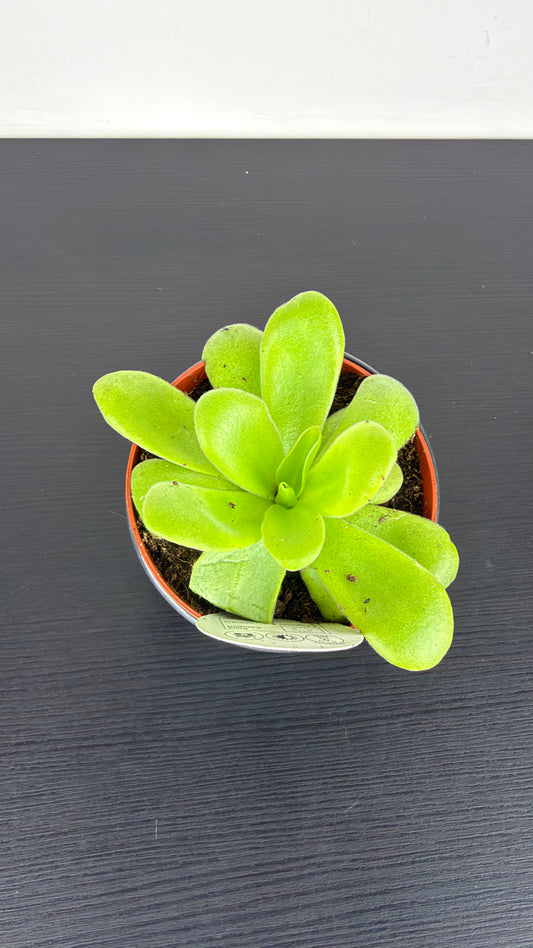 Pinguicula