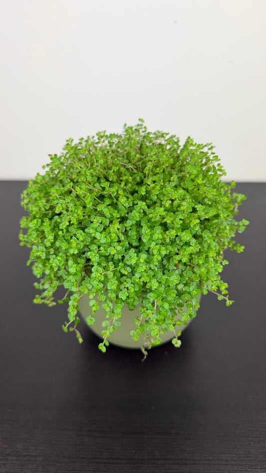 Soleirolia Green