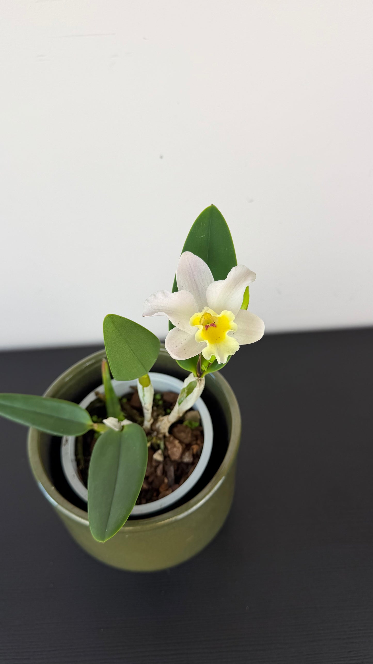 Cattleya 3