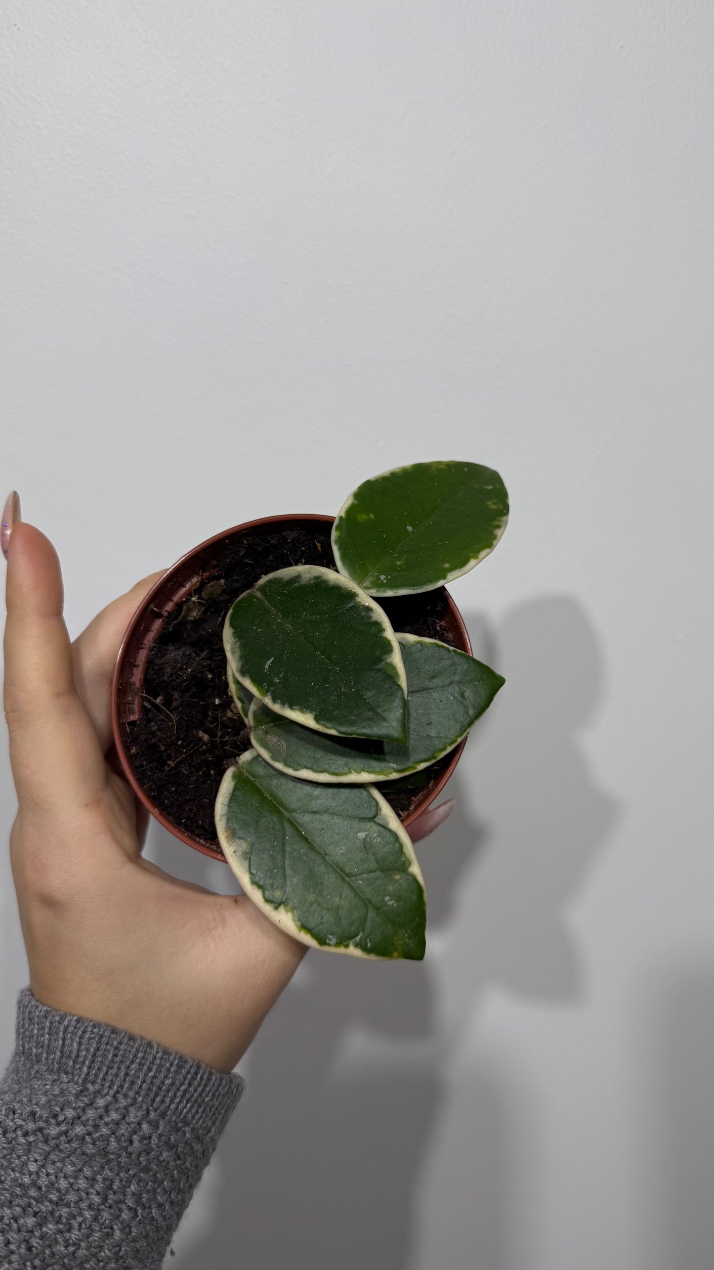 Hoya carnosa Flamingo dream