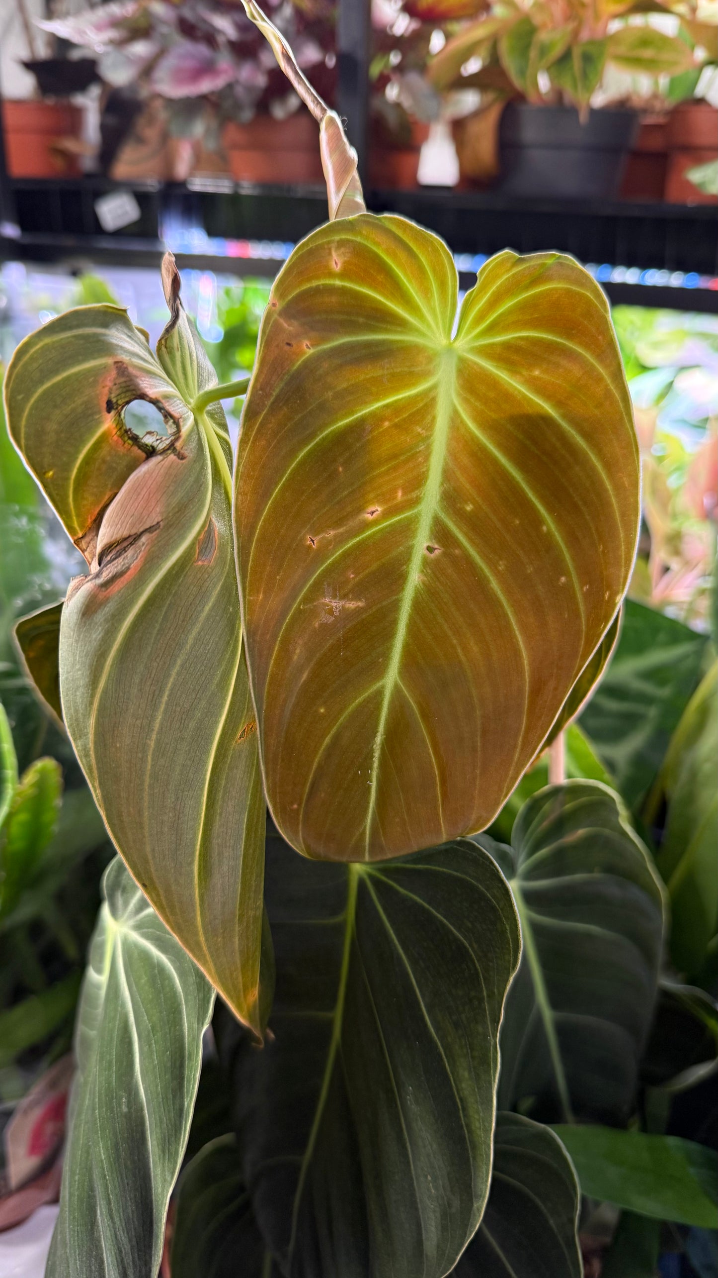 Philodendron melanochrysum