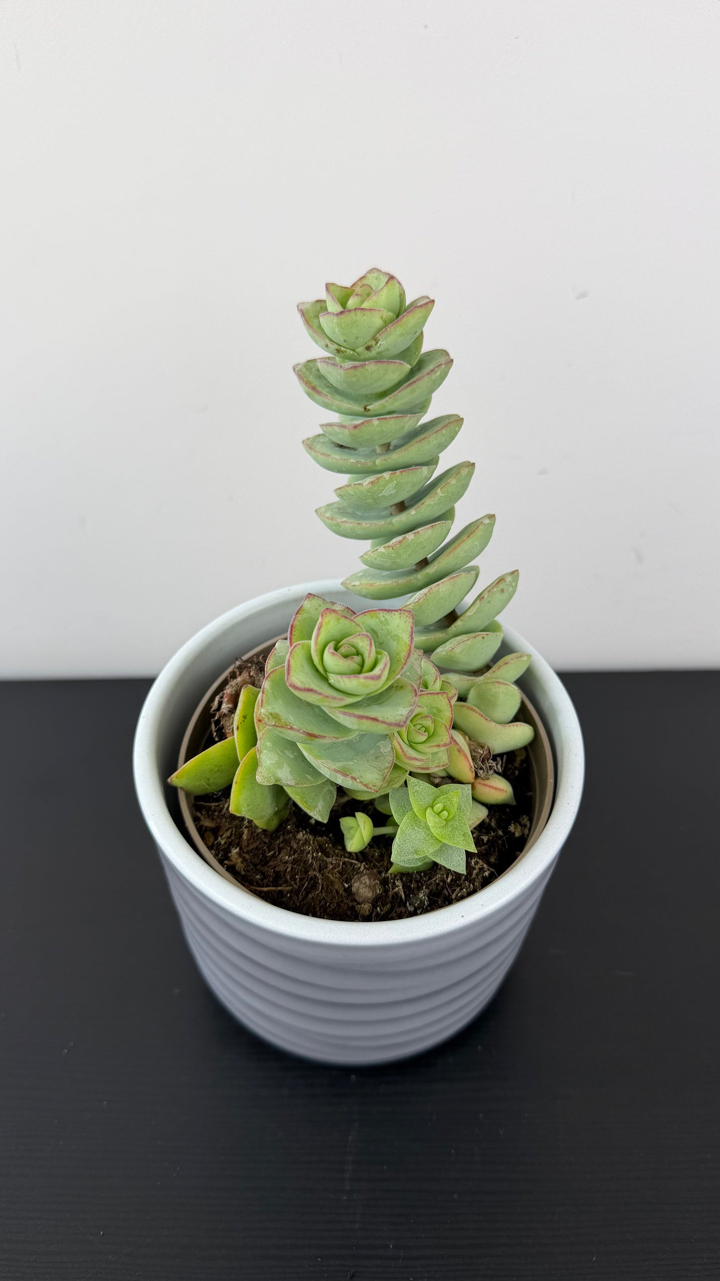 Crassula 12