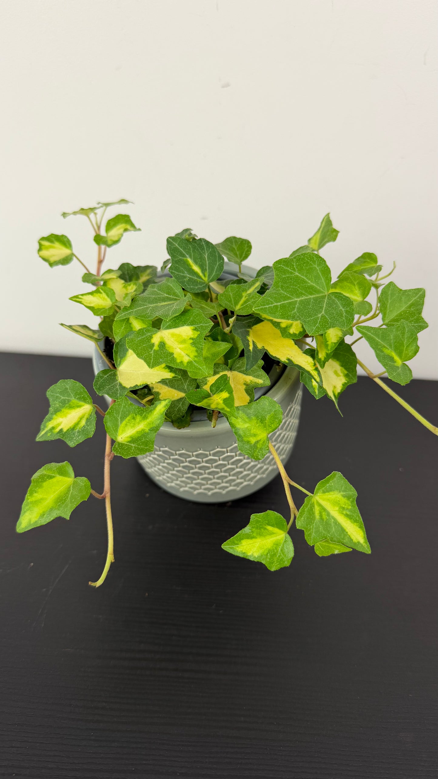 Ivy Goldheart Variegated