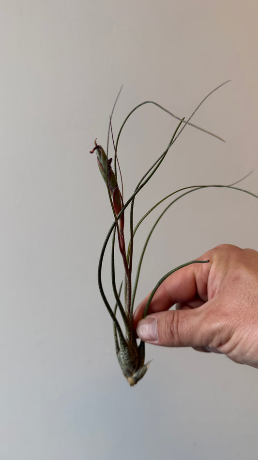 Tillandsia Air plant 4