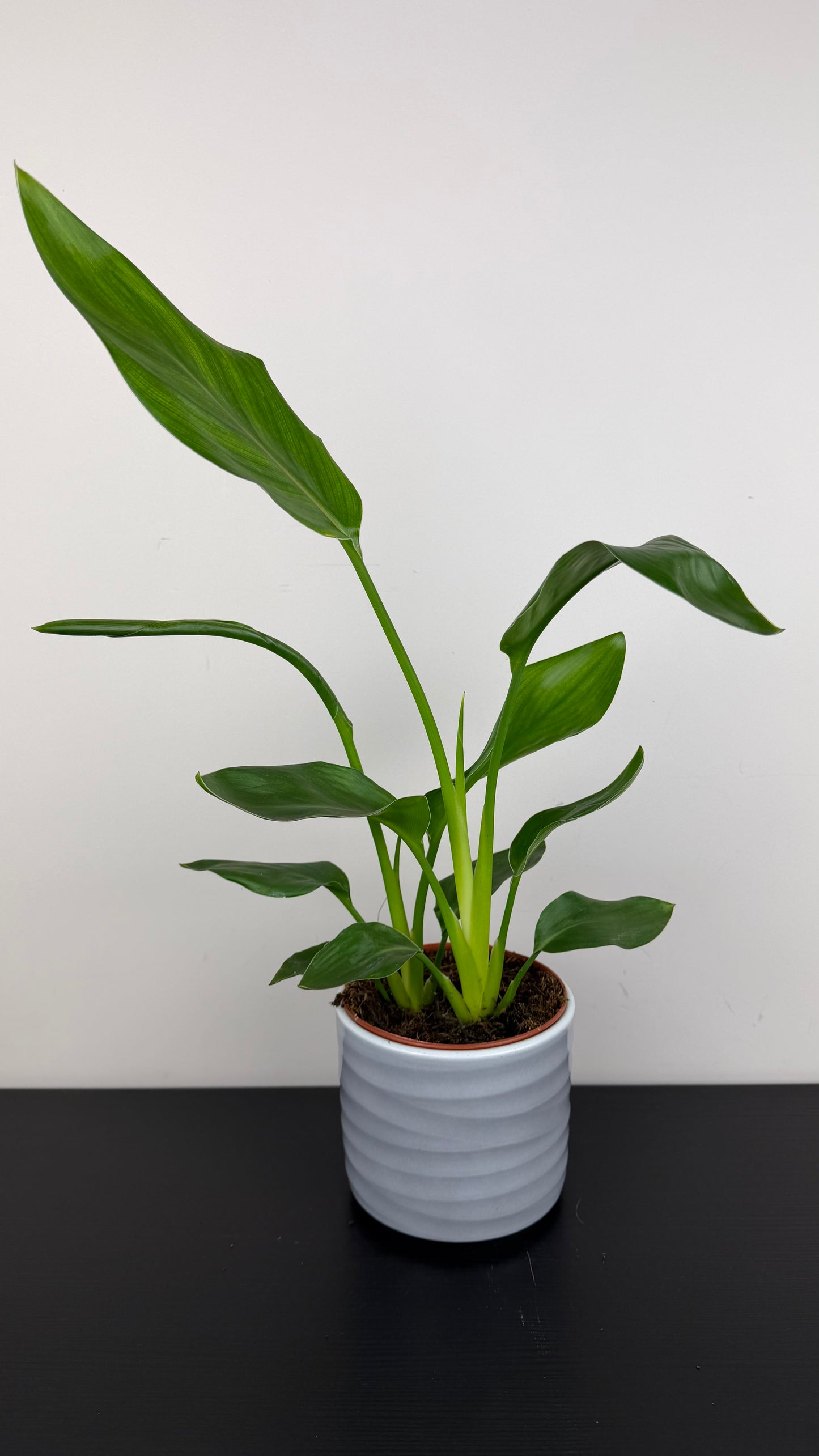 Strelitzia Reginae