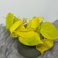 Philodendron scandens micans 'Lime'
