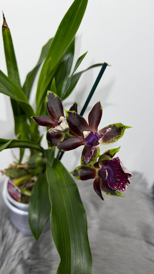 Zygopetalum Louisendorf 2