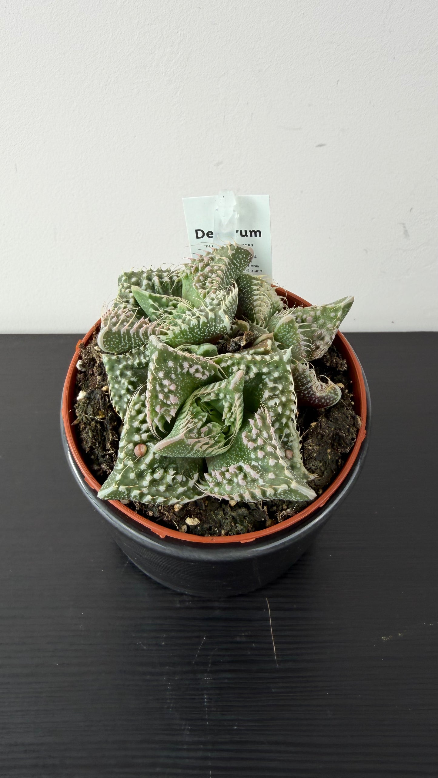 Lithops 5