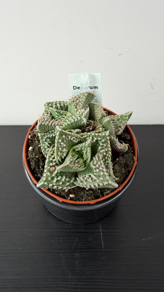 Lithops 5
