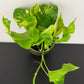 Epipremnum Hicolor