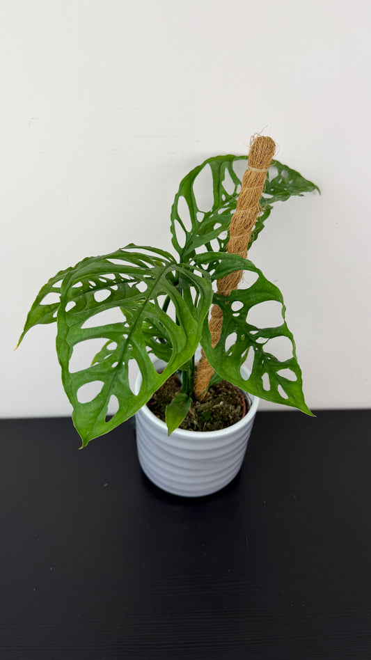 Monstera Obliqua Peru