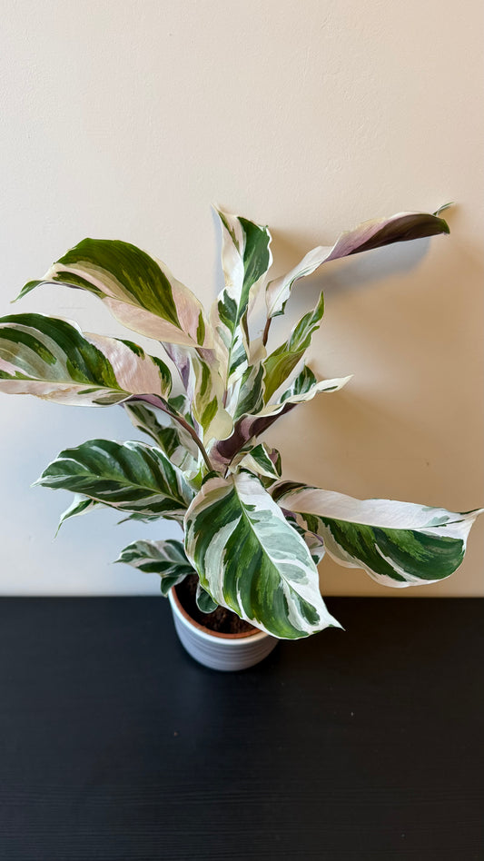 Calathea Fusion White