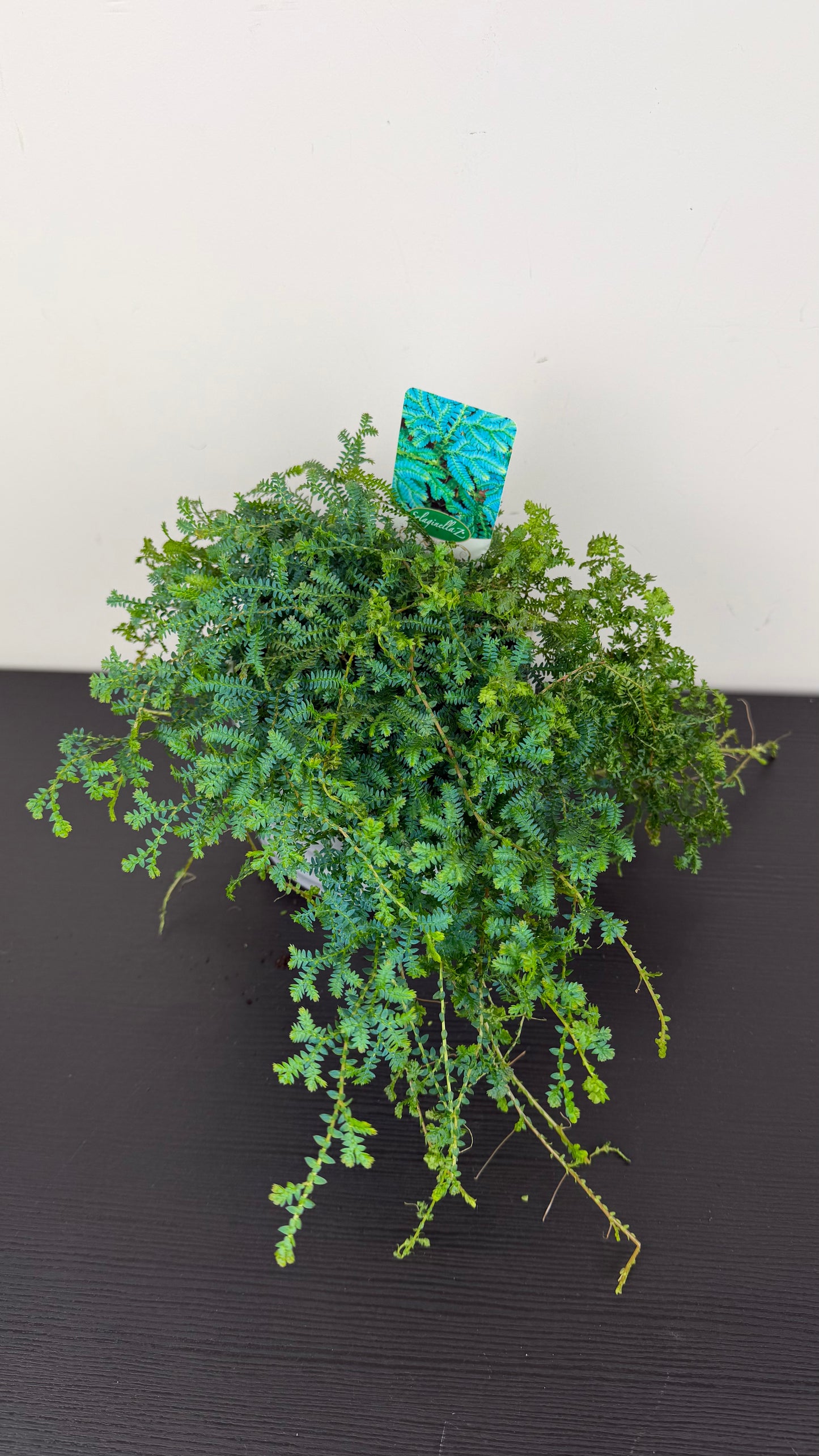 Selaginella Uncinata Peacock