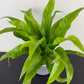 Asplenium Antiquum