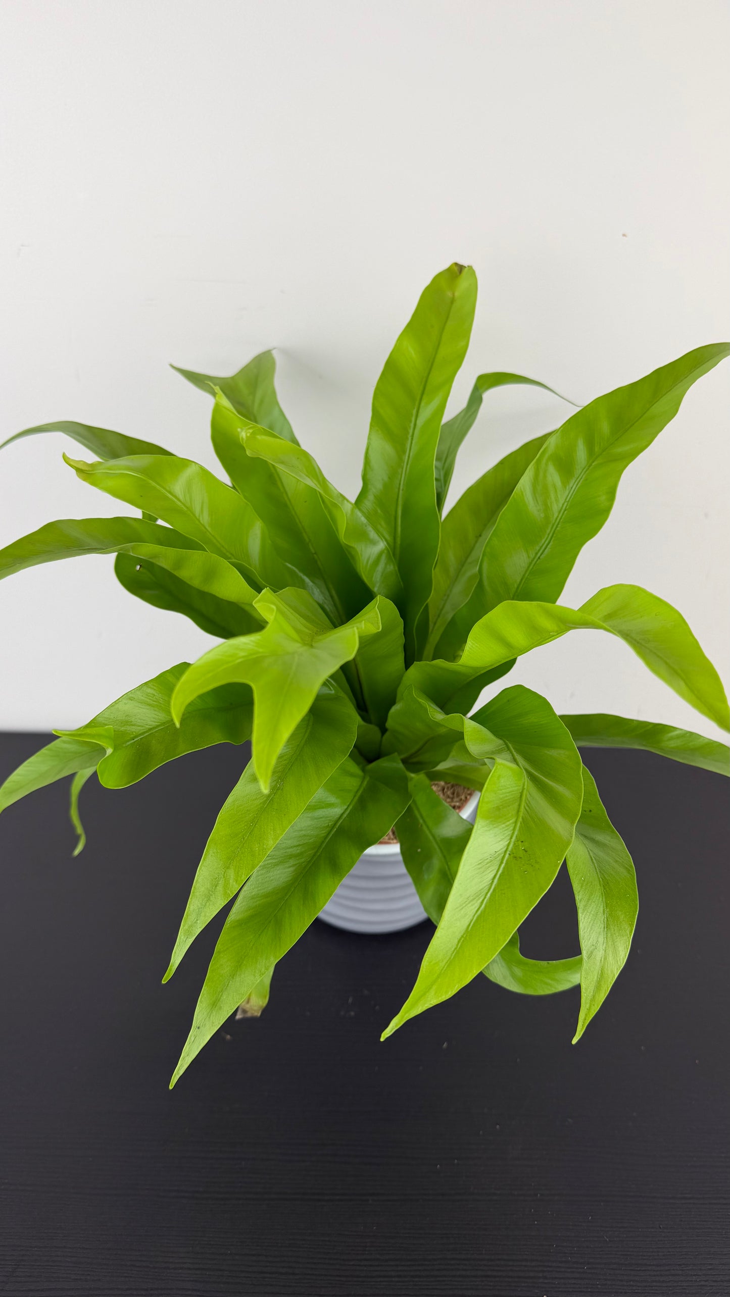 Asplenium Antiquum