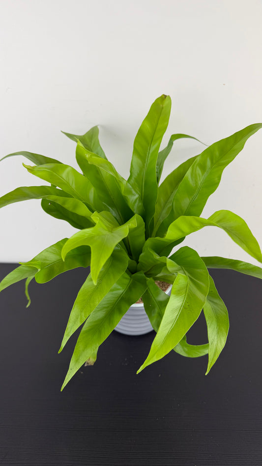 Asplenium Antiquum