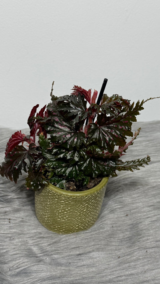 Begonia Angel Wings 1