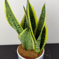 Sansevieria Futura Superba