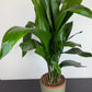 Aspidistra elatior