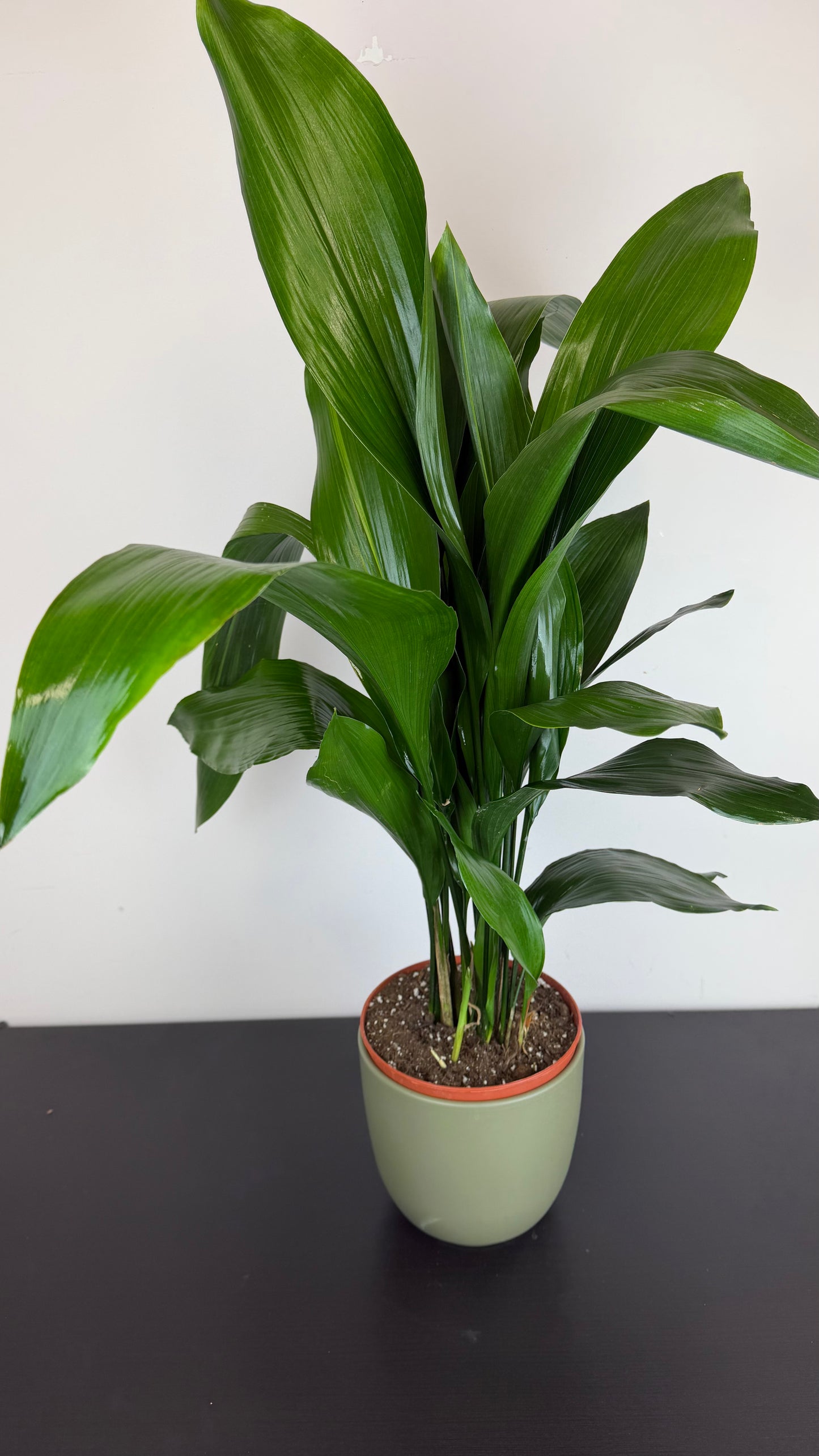 Aspidistra elatior