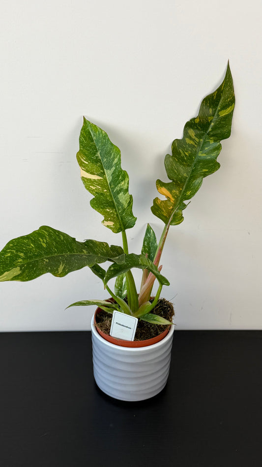Philodendron 'Ring of Fire'