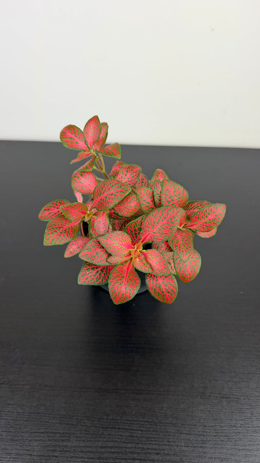 Fittonia 8