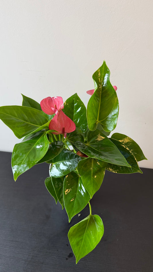 Anthurium Pink/white
