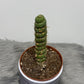 Eulychnia Castanea Spiralis