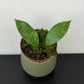 Hoya aff vitellina