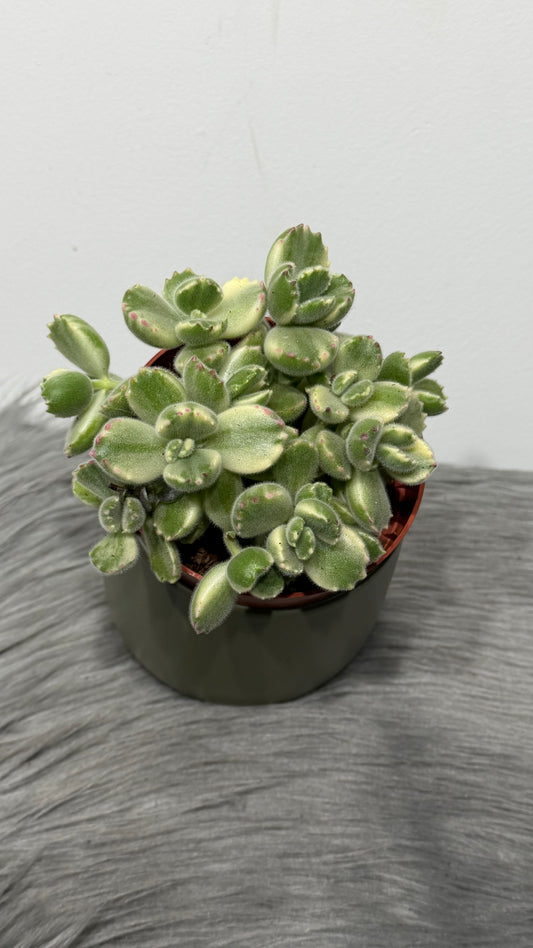 Cotyledon Tome Ladys