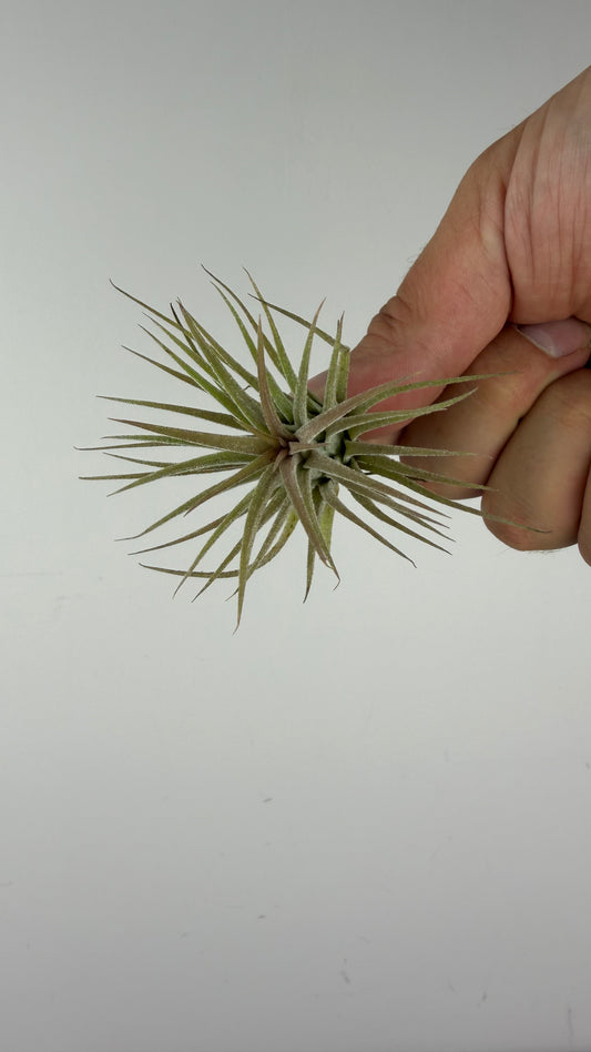 Tillandsia Air plant 9