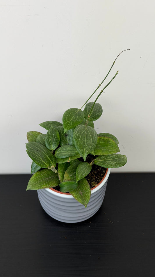 Hoya Fitchii
