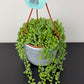 Senecio Herreianus