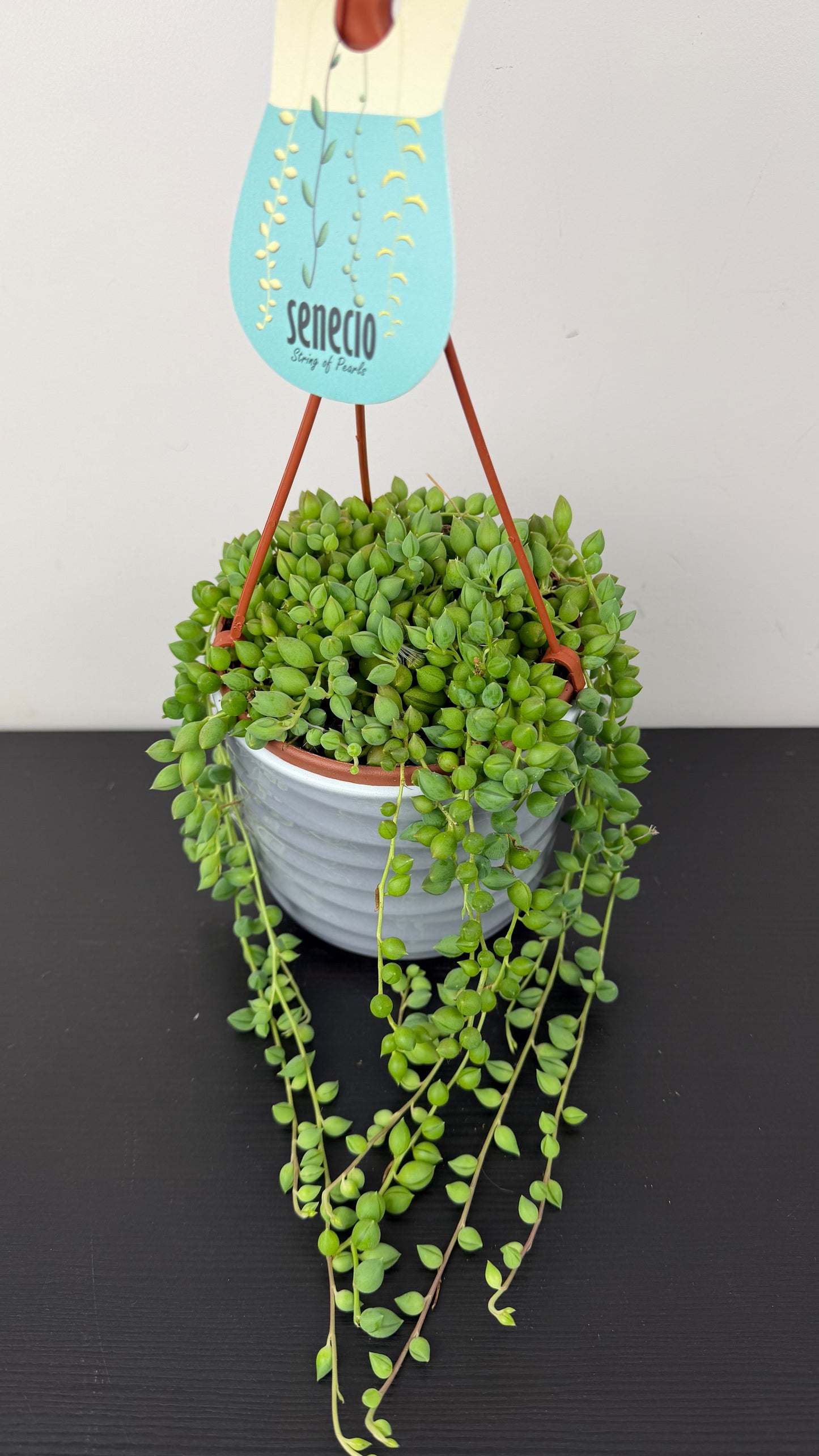Senecio Herreianus
