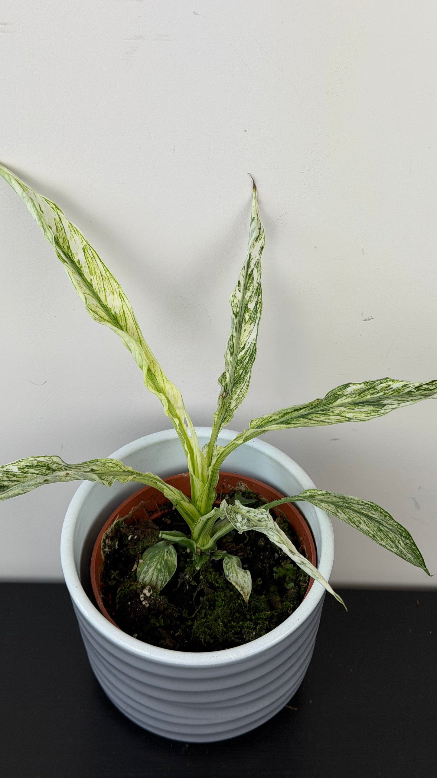 Spathiphyllum Sensation Variegata