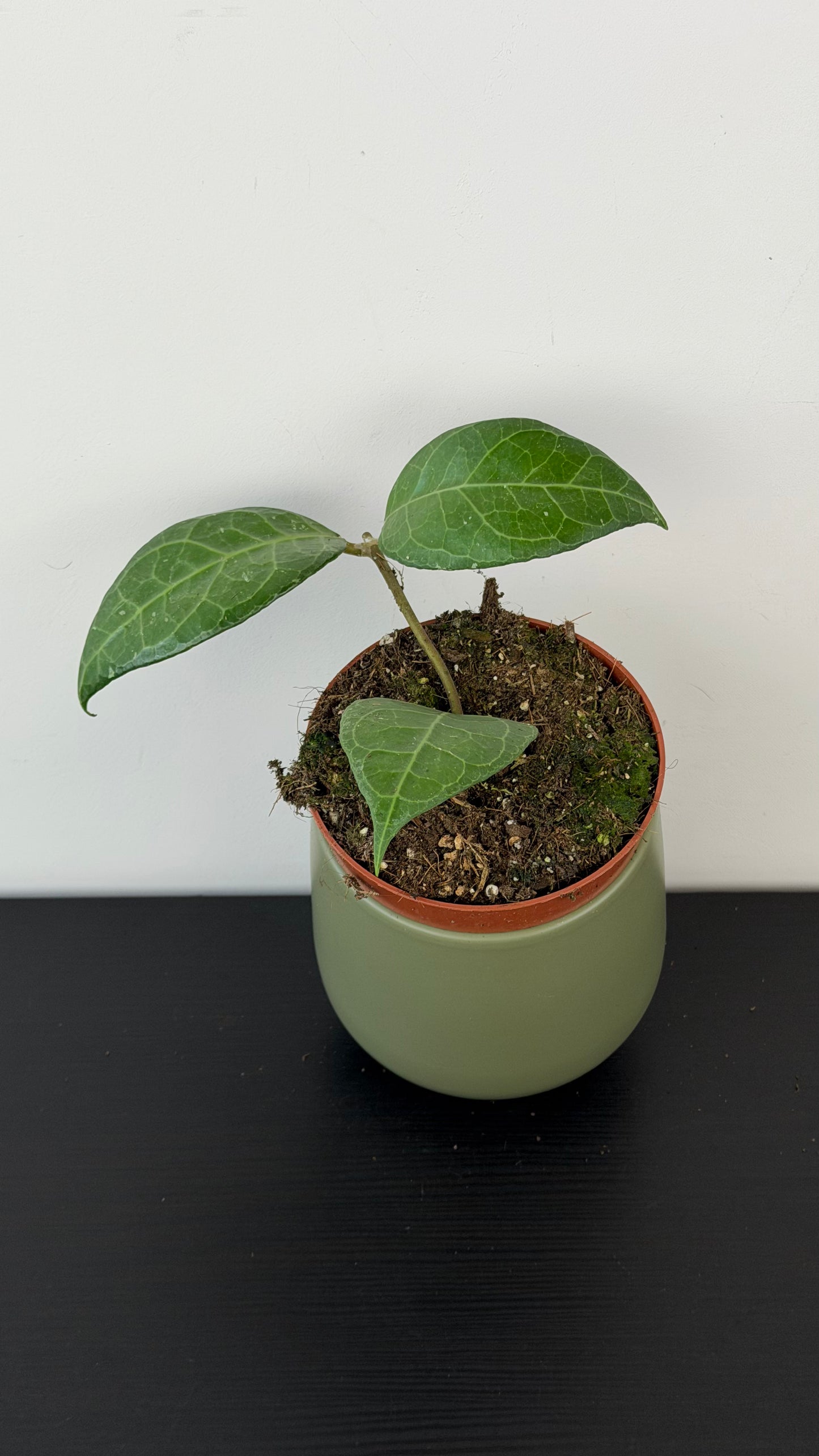 Hoya verticillata Lampung