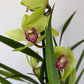 Cymbidium 4
