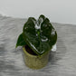 Alocasia Golden Bone