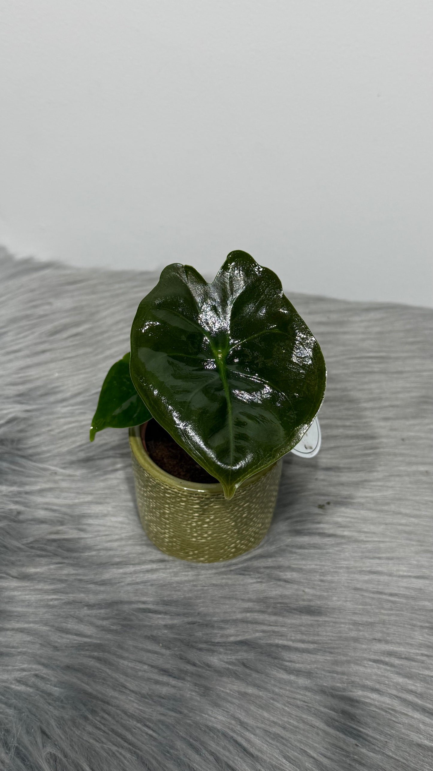 Alocasia Golden Bone