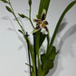 Orhideja Cambria 3