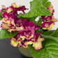Streptocarpus 4